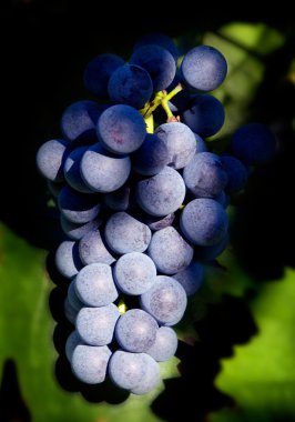 Blue vine clipart