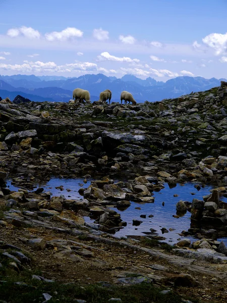 Mountain Sheep — Stock Photo, Image