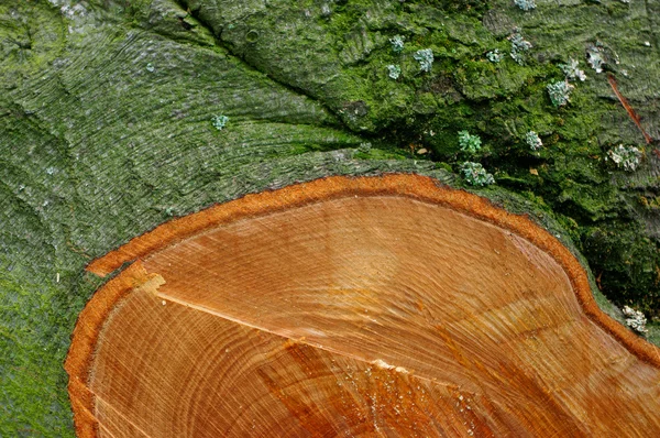 Vecchio tronco — Foto Stock