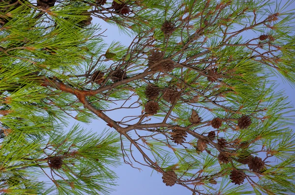 Çam ağacı Stok Fotoğraf
