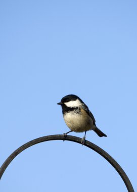 Kömür baştankara (Parus bırakmayın)