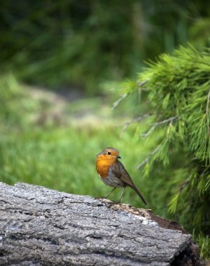 Robin (Erithacus rubecula)