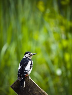 Great Spotted Woodpecker (Dendrocopos major) clipart