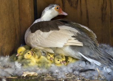 Muscovy (Cairina moschata) clipart