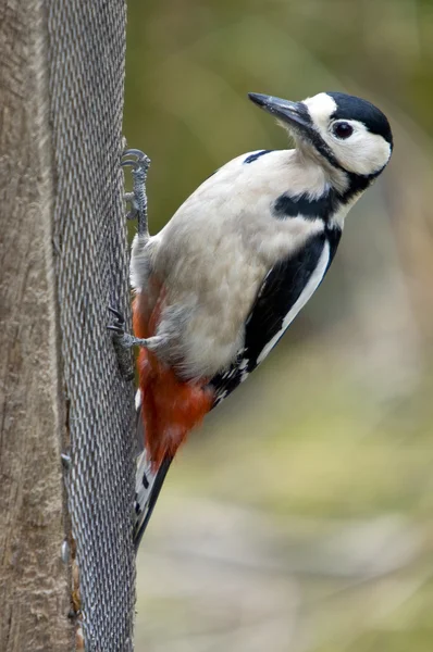 Great Spotted Woodpecker (Dendrocopos major) — Stock Photo, Image