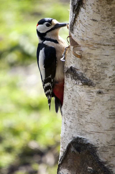 大斑点啄木鸟（Dendrocopos major) — 图库照片