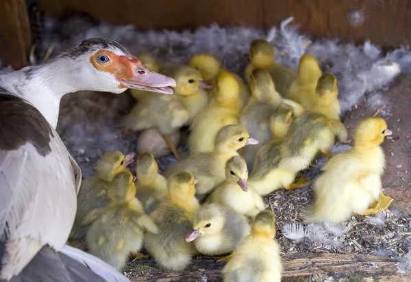 stock image Muscovy (Cairina moschata)