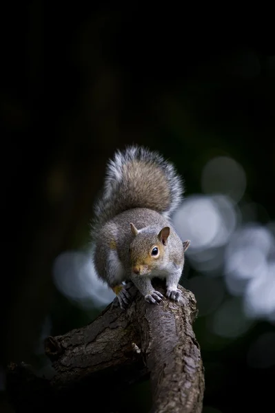Grey Squirrel (Sciurua carolinensis) — Stock Photo, Image