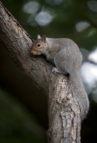Grey Squirrel (Sciurua carolinensis) — Stock Photo, Image