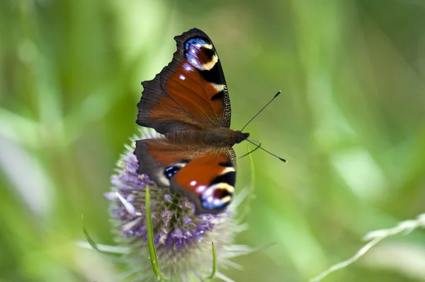 stock image Peacock Butterfly