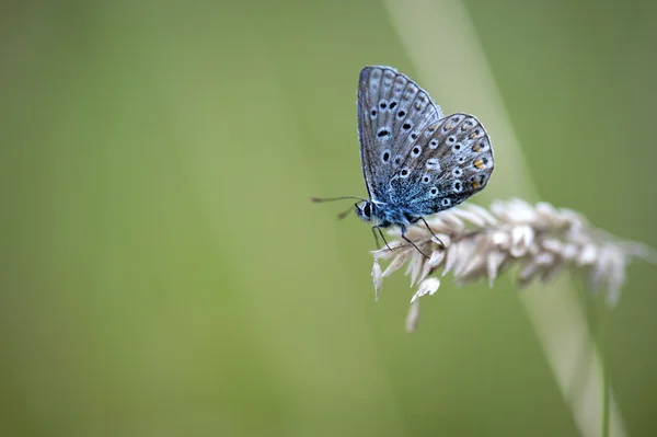 Mariposa azul común (Polyommatus icarus) — Foto de Stock