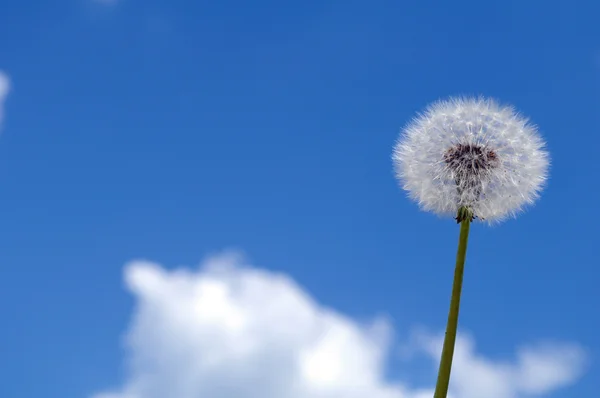 stock image Dandelion and sky