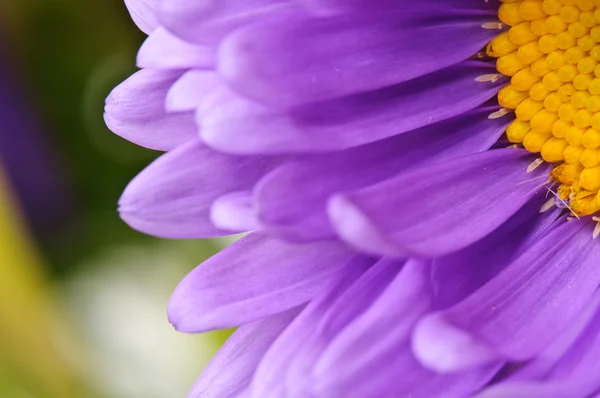 Aster