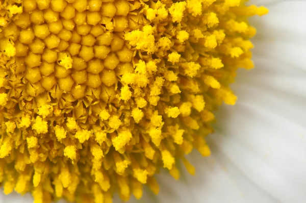 Aster