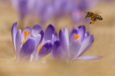 Bees in flight and crocus, spring