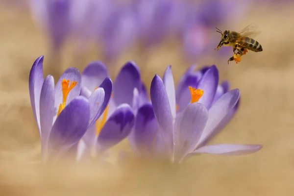 Bees in flight and crocus, spring — Stock Photo, Image