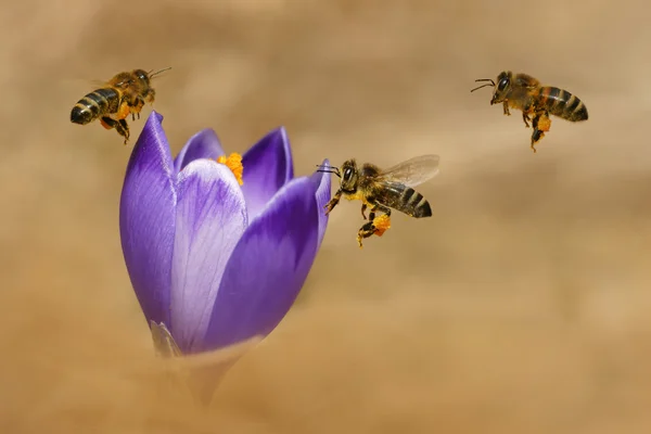 Bees in flight and crocus, spring — Stock Photo, Image