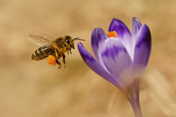 A bee in flight, and crocus, spring — Zdjęcie stockowe