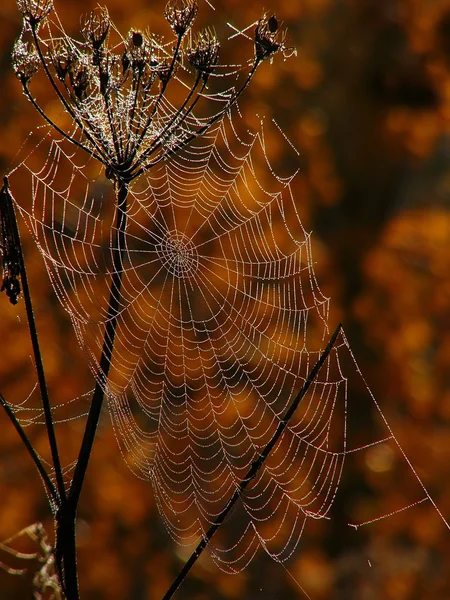 stock image Spider web