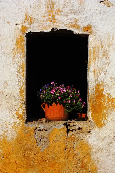 stock image Flowers in old window