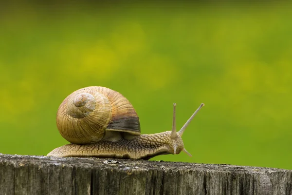 stock image Snail