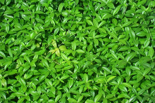 Stock image Vegetation