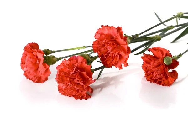 stock image Red carnations