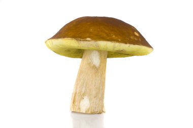 Boletus mantarı