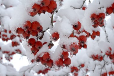 Berries under snow clipart