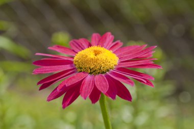 kırmızı gerbera