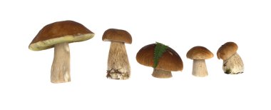 Boletus mantarı