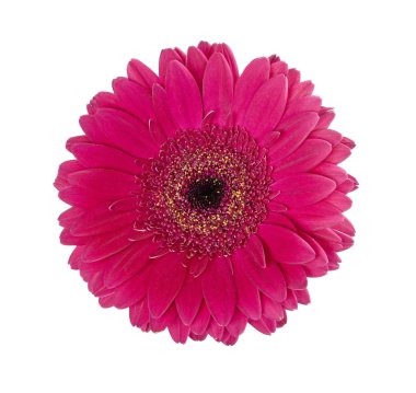 kırmızı gerbera