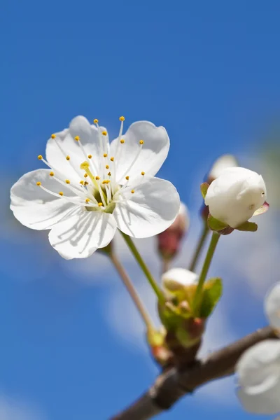 stock image Cherry tree