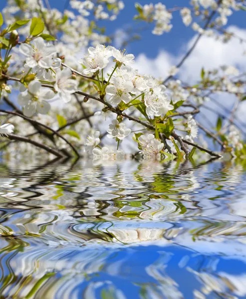 stock image Cherry tree