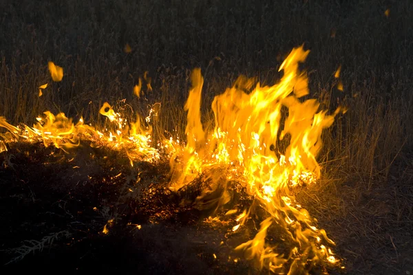 Fire in steppe — Stock Photo, Image