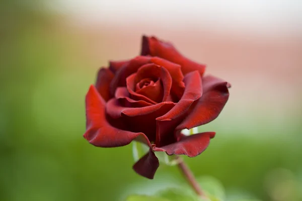 stock image Rose