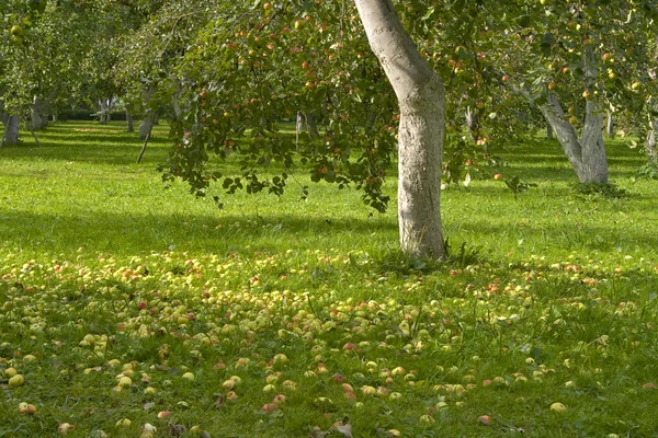 stock image Fallen apples