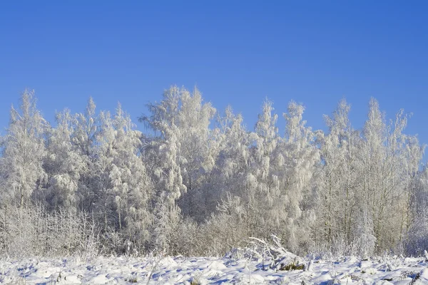 겨울 숲 01 — 스톡 사진