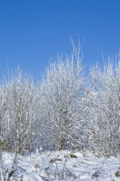 Floresta de Inverno 02 — Fotografia de Stock