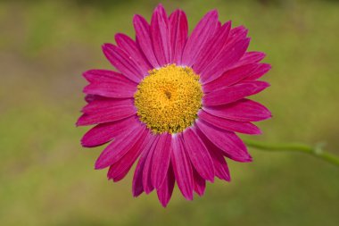 kırmızı gerbera