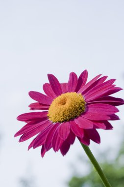 kırmızı gerbera