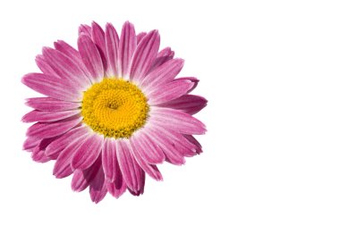 kırmızı gerbera