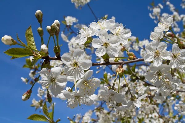 stock image Cherry tree