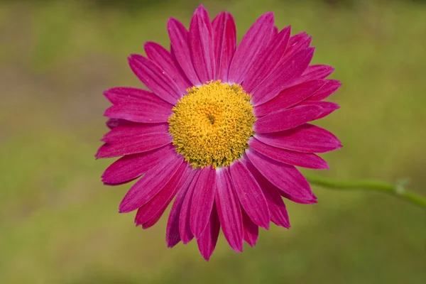 stock image Red gerbera