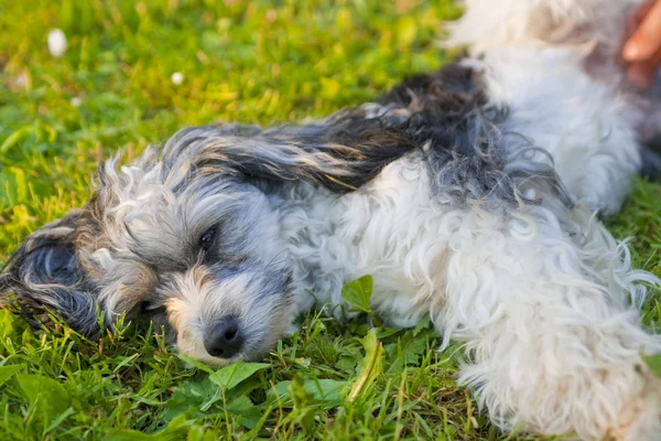 stock image Chinese Crested puppy