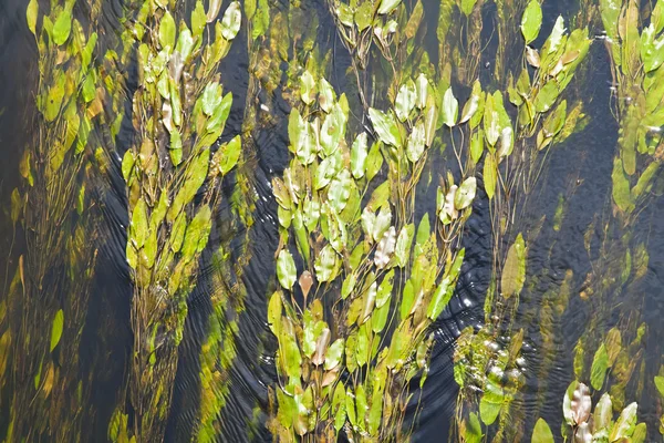 Alga verde —  Fotos de Stock