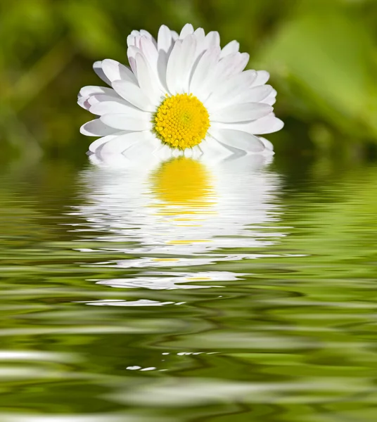 stock image White gerbera