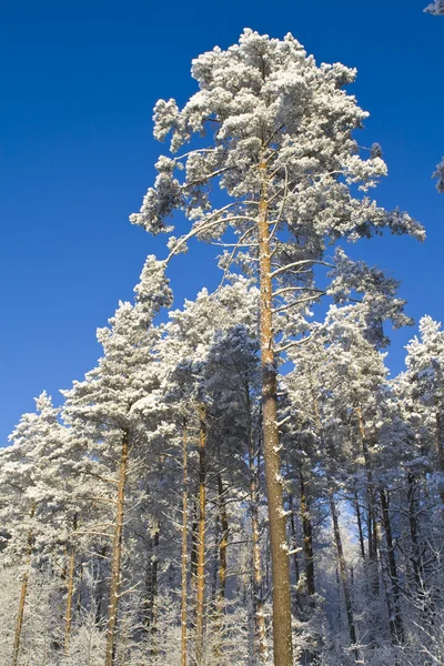 Stock image Winter forest