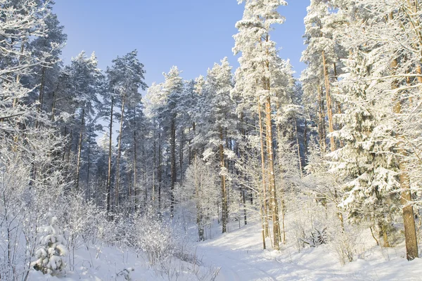 stock image Winter forest