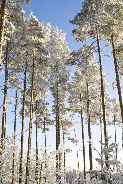 stock image Winter forest